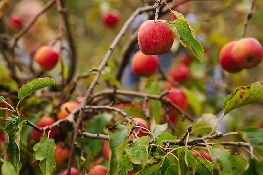 Chileno Valley Ranch apples