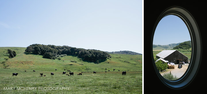 Chileno Valley cows