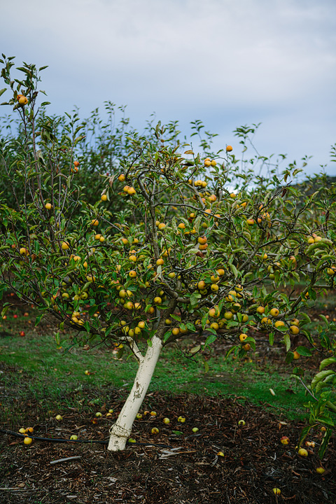 Apple tree Chileno Valley Ranch